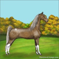 Horse Color:Silver Buckskin Appaloosa