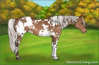 Horse Color:White Spotted Silver Brown Appaloosa 