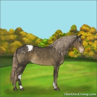 Horse Color:Chocolate Palomino Appaloosa