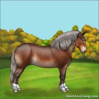 Horse Color:Silver Brown Rabicano 