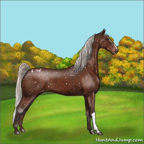 Horse Color:Silver Brown Appaloosa 