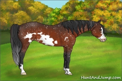 Horse Color:Brown Frame Appaloosa 
