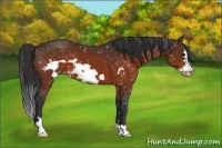 Horse Color:Brown Frame Appaloosa 