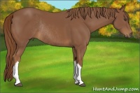 Horse Color:Chestnut Rabicano 