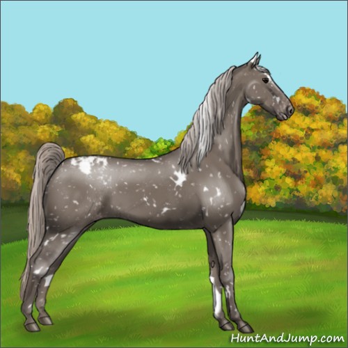 Horse Color:White Spotted Silver Grullo Appaloosa Rabicano