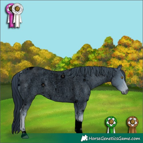 Horse Color:ERROR: UNKNOWN ANOMALY