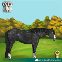 Horse Color:Gray Black 