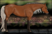 Horse Color:Gray Silver Bay 