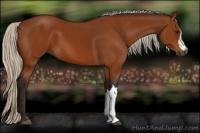 Horse Color:Gray Silver Bay 