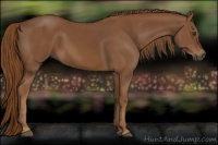 Horse Color:Gray Chestnut 