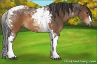 Horse Color:Buckskin Tobiano 