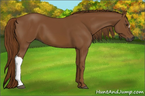 Horse Color:Gray Chestnut 