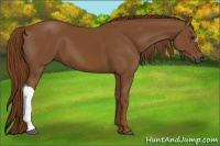 Horse Color:Gray Chestnut 