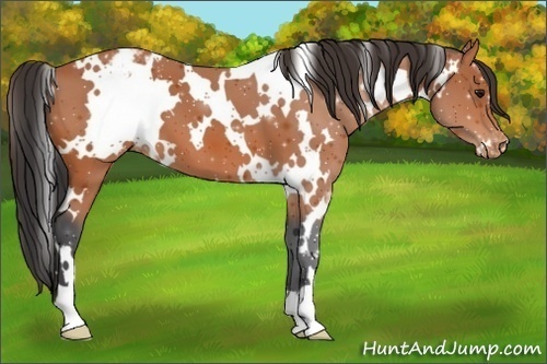Horse Color:White Spotted Bay Appaloosa 