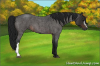Horse Color:Gray Brown Roan 