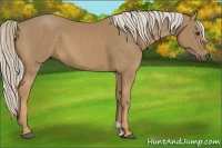 Horse Color:Palomino 
