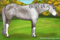 Horse Color:Gray Liver Chestnut