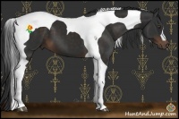 Horse Color:Liver Chestnut Tobiano 