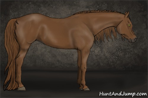 Horse Color:Gray Chestnut