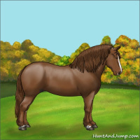 Horse Color:Gray Chestnut Splash 