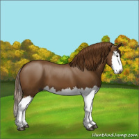 Horse Color:Gray Chestnut Splash 
