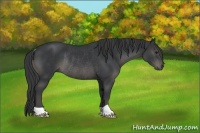 Horse Color:Black Rabicano