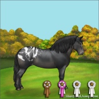 Horse Color:Black Appaloosa 