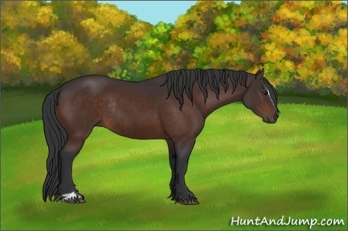 Horse Color:Brown Sabino Rabicano