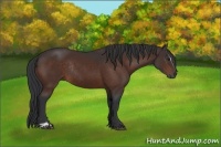 Horse Color:Brown Sabino Rabicano