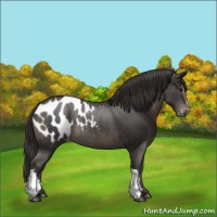 Horse Color:Smoky Black Appaloosa Rabicano 