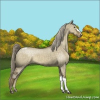 Horse Color:Chocolate Palomino Dun Appaloosa 