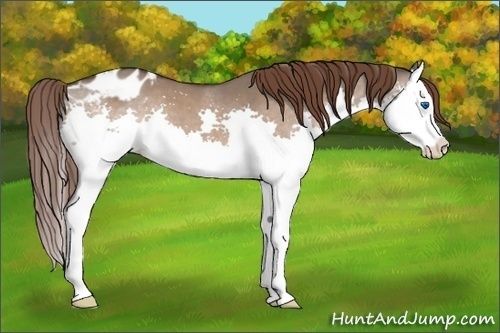 Horse Color:Brown Dun Splash Appaloosa