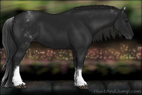 Horse Color:Gray White Spotted Black