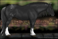 Horse Color:Gray White Spotted Black 