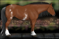 Horse Color:Gray White Spotted Bay 