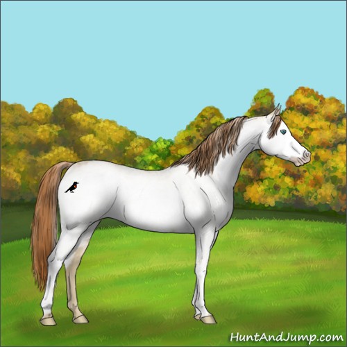 Horse Color:White Spotted Smoky Grullo Pearl 