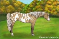 Horse Color:Silver Buckskin Dun Frame Appaloosa Rabicano 