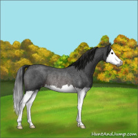 Horse Color:Gray Brown Roan Sabino Splash Appaloosa Rabicano