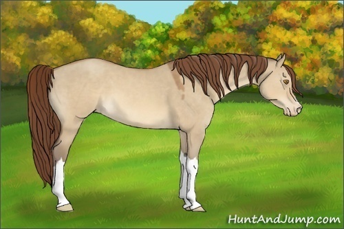 Horse Color:Sable Champagne Dun Appaloosa 