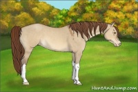 Horse Color:Sable Champagne Dun Appaloosa 