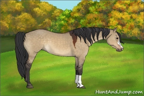 Horse Color:Bay Dun