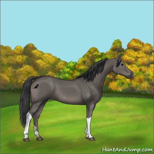 Horse Color:Grullo