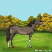Horse Color:Smoky Grullo