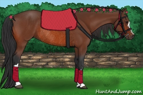 Horse Color:Bay Rabicano 