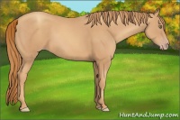 Horse Color:Gold Champagne