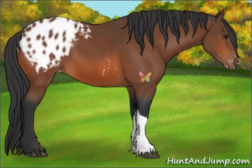 Horse Color:Bay Appaloosa 