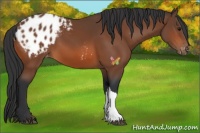 Horse Color:Bay Appaloosa