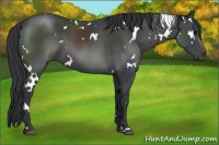 Horse Color:White Spotted Black 