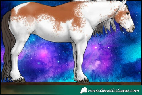 Horse Color:White Spotted Brown Tobiano 