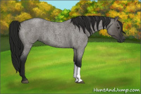 Horse Color:Gray Grullo Roan 